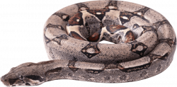 curling snake png - Free PNG Images | TOPpng