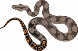 Boa Constrictor Drawing at GetDrawings.com | Free for personal use ...