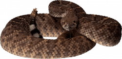 brown snake png - Free PNG Images | TOPpng