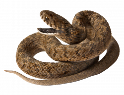 Brown Snake PNG Image - PurePNG | Free transparent CC0 PNG Image Library