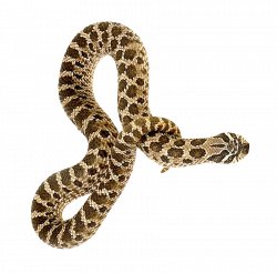 Snake PNG Transparent Image - PngPix