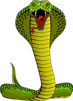 ftestickers cobra snake serpent king cobra kingcobra...