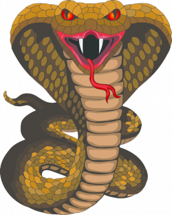 King cobra standing - animalcarecollege.info