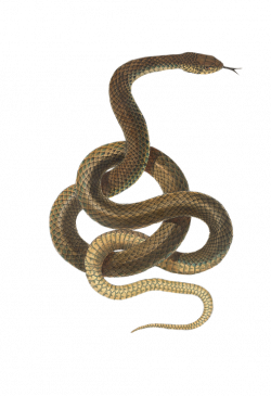 Snake Image - BDFjade