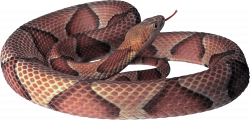copperhead snake - Sticker by Taliafera