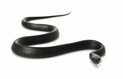 Black Snake PNG Clipart | PNG Mart