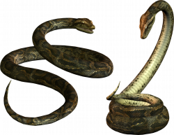 Snakes PNG | Animal PNG | Pinterest | Snake and Animal