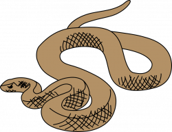 28+ Collection of Brown Snake Drawing | High quality, free cliparts ...
