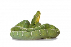 Green Snake PNG File | PNG Mart