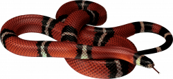 Red white black Snake PNG Image - PurePNG | Free transparent CC0 PNG ...