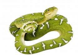 Green Snake twirling PNG Image - PurePNG | Free transparent CC0 PNG ...