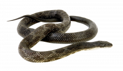 Snake PNG Image - PurePNG | Free transparent CC0 PNG Image Library
