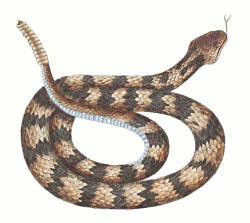 Free Realistic Snake Cliparts, Download Free Clip Art, Free ...