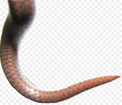 Snake Cartoon clipart - Snakes, Snake, Worm, transparent ...