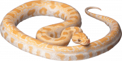 yellow snake png - Free PNG Images | TOPpng