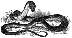 The Tiger-Snake | ClipArt ETC