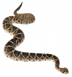 Anaconda Transparent Background | PNG Mart