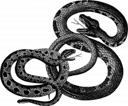 Clipart - Vintage Snakes