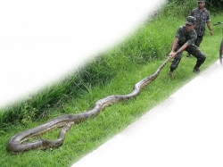 Green Anaconda « Big Animals