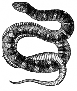 Free Water Snake Clipart, 1 page of Public Domain Clip Art