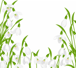Snowdrops Decoration PNG Clipart | Gallery Yopriceville - High ...