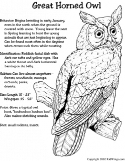 Great Horned Owl + other bird info. | Plants and Animals | Pinterest ...