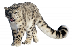 Snow leopard PNG by Laki10 on DeviantArt