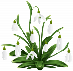 Snowdrops Transparent PNG Clip Art Image | Gallery Yopriceville ...