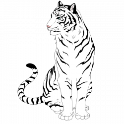 28+ Collection of White Tiger Drawing Step By Step | High quality ...