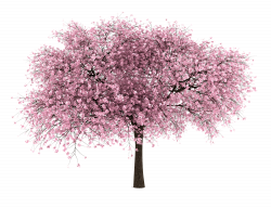 Pink blossoms spring tree clip art 7498688 - billigakontaktlinser.info