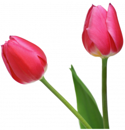 Transparent Tulips PNG Flowers Clipart | ✪ Clipart ✪ | Pinterest ...