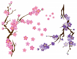 Cherry blossom Drawing Clip art - Cherry blossoms 3300*2550 ...