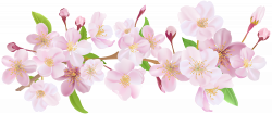 Cherry Blossom Spring Branch PNG Clip Art | Gallery Yopriceville ...