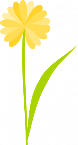 Daffodil clipart transparent background - Pencil and in color ...