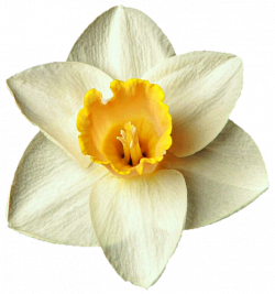 Sweet Spring Daffodil by jeanicebartzen27 on DeviantArt