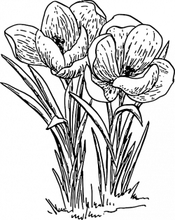 Free Image on Pixabay - Crocus, Flower, Plant, Bulb, Spring ...