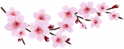 Blossom Spring Pink Twig Transparent PNG Clip Art Image | Gallery ...