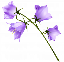 Spring Purple Campanula PNG Clipart | Gallery Yopriceville - High ...