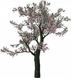 Large Spring Tree Clipart | Gallery Yopriceville - High-Quality ...