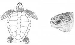 Sea Turtle Species | Sea Turtle Exploration