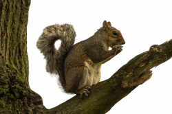 Squirrel on Tree Branch transparent PNG - StickPNG