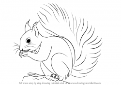 Learn How to Draw a Red Squirrel (Rodents) Step by Step ...