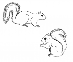Draw Easy Squirrel Drawing A Squirrel Easy Clipart Pencil ...
