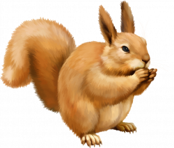Squirrel PNG Image | Web Icons PNG