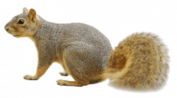 Fox squirrel Raccoon Rodent - Squirrels png download - 759 ...