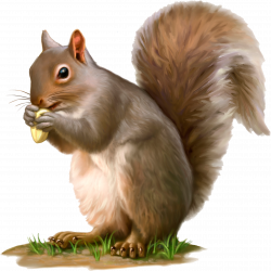 Camp Discovery Squirrel | Rockville Bible Church