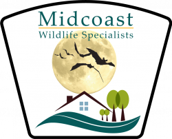 Maine Flying Squirrel Removal & Control - Midcoast Wildlife ...