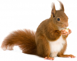 Squirrel PNG | Animal PNG | Pinterest | Squirrel and Animal