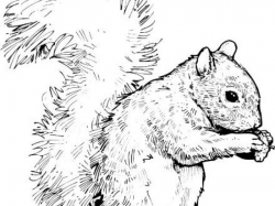 Free Gray Squirrel Clipart, Download Free Clip Art on Owips.com
