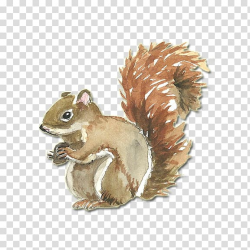 Squirrel Watercolor painting CorelDRAW , squirrel ...